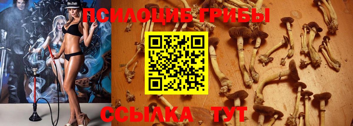 Псилоцибиновые грибы Cubensis Ульяновск